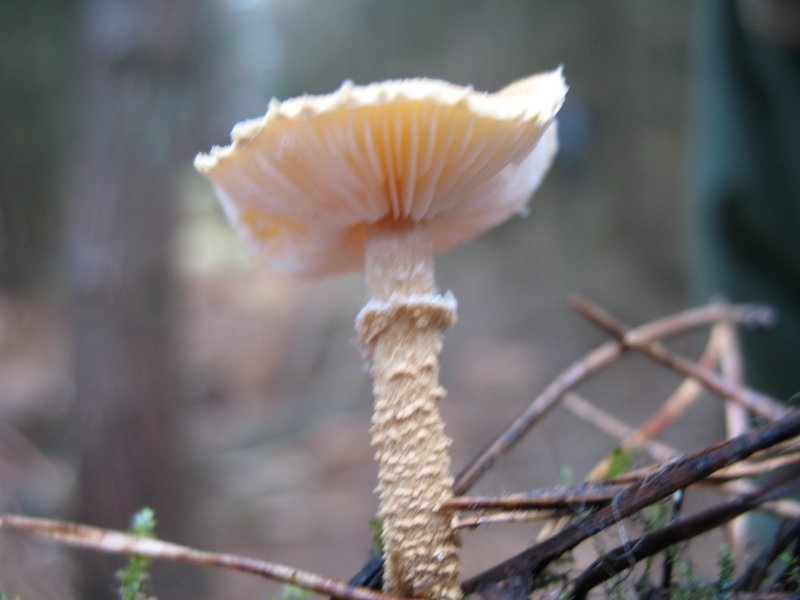 2006 11 Mycobocquet 04